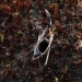 The silk-lined burrow of a Sydney brown trapdoor spider (Misgolas rapax) 