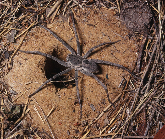 Female trapdoor spider, Arbanitis species