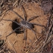 Female trapdoor spider, Arbanitis species