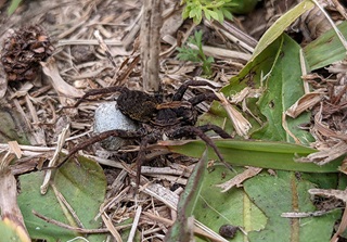Spider in garden with egg sac