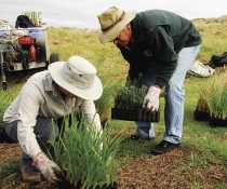 Volunteers planting Lomandra longifolia and native rosemary as part of a vegetation rehabilition project