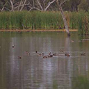 Gwydir wetlands system video thumbnail