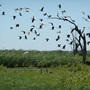 Birds flying across southern marshes at Macquarie wetlands