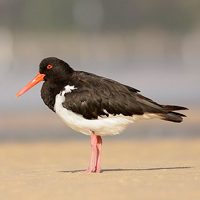 Pied Oystercatcher standing on a beach