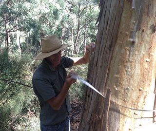 Person with hat on standing next to tree holding white tape around trunk at breast height to measure diameter