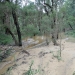 Shallow water among trees and shrubs at the southern end of Lake Nerrigorang near access track into the old camping site, 5 March 2022