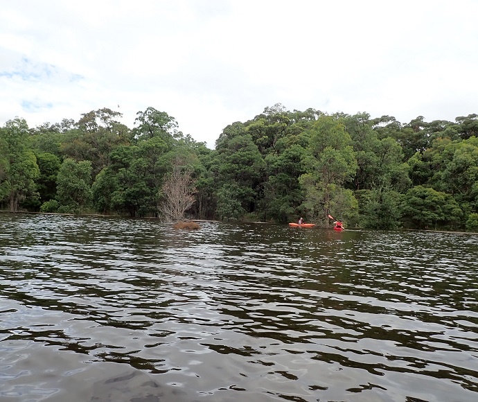 View across Lake Couridjah to two kayakers in the background near the tree-lined bank