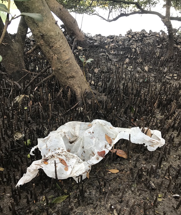 Plastic bag washed into mangroves