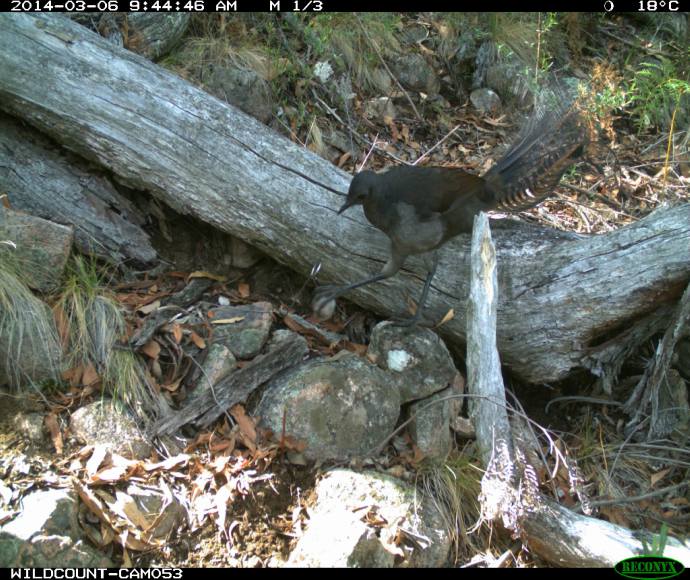 WildCount camera monitoring animal image