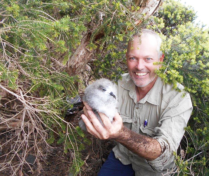 Dr Terry O’Dwyer holds a Black-winged petrel chick. The population on Lord Howe Island were being impacted by rodents but are now thriving thanks to their removal.