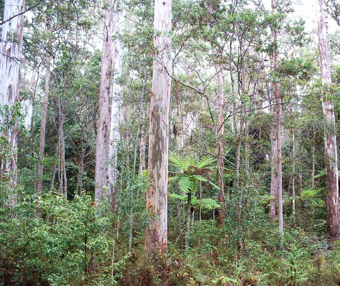 The humid eucalypt forests of NSW are internationally unique.