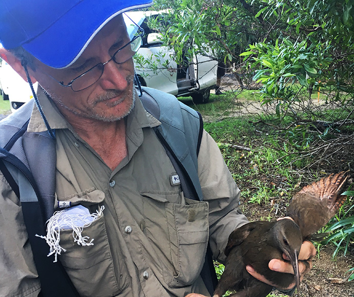Nicholas Carlile examining a Lord Howe  Woodhen before it was taken into captive management.