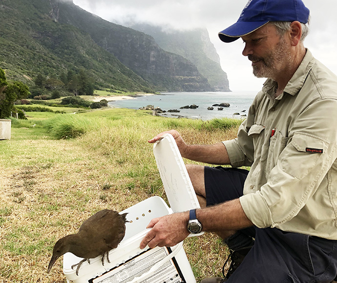 Dr Terry O'Dwyer releases a Lord Howe Woodhen after it was cared for by Taronga Zoo team as part of a captive management program during the baiting.
