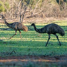 Emus in Cocoparra National Park