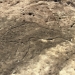 Bulgandry Aboriginal Site, Aboriginal rock engravings, Brisbane Water National Park