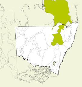 Map showing Brigalow Belt South bioregion location in NSW