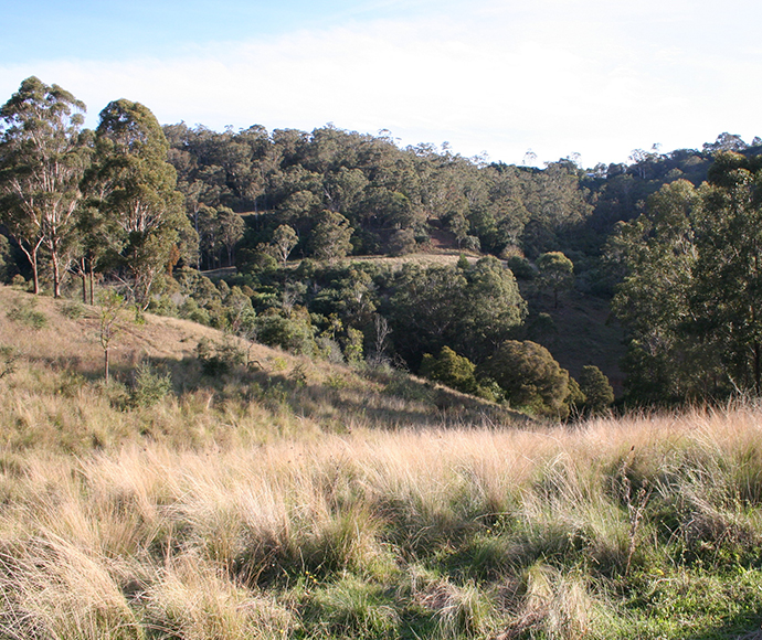 Cumberland Plain Woodland on the Mt Hercules Biobank Site at Razorback a permanently protected site