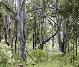 Cumberland Plain Woodland in the Sydney Basin Bioregion and understorey of Bursaria spinosa or Native blackthorn