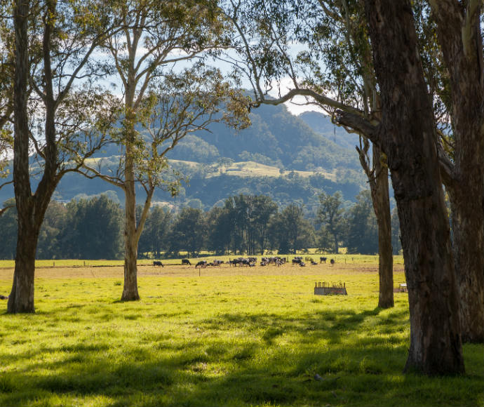 Trees, cattle, farmland in Kangaroo Valley