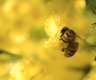 Honey bee (Apis mellifera) on wattle (Acacia)