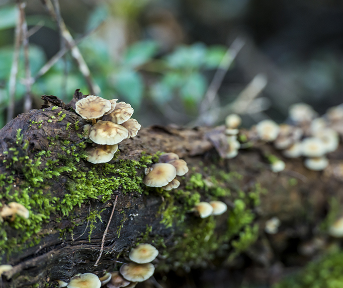 Fungi in Brimbin Nature Reserve