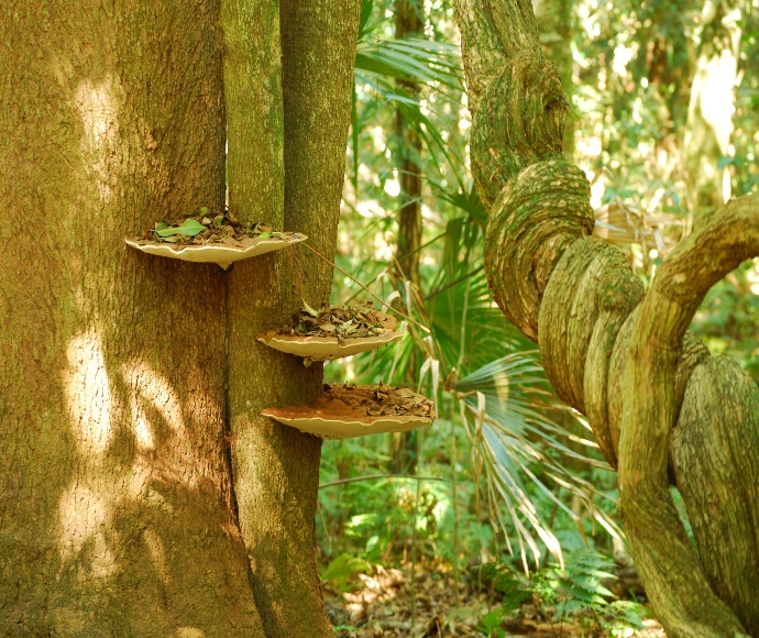 Bracket fungi and old, whorled vines are common in Milton Ulladulla subtropical rainforest.