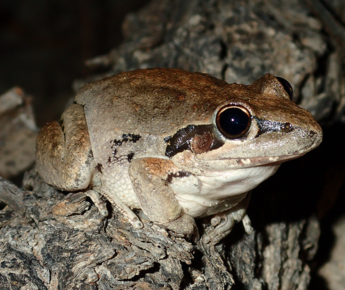 Broad-palmed frog (Litoria latopalmata)