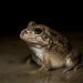A burrowing frog (Cyclorana spp) in the Macquarie Marshes