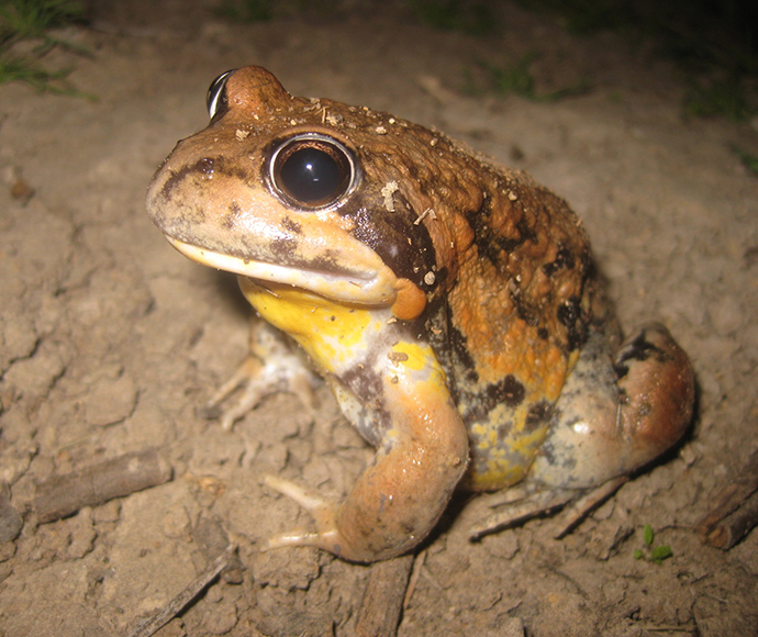 Giant banjo frog (Limnodynastes interioris) at Euragabah Creek
