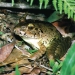 Great barred frog (Mixophyes fasciolatus)