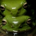 Green tree frogs (Litoria caerulea)