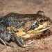 Northern banjo frog (Limnodynastes terraereginae) 