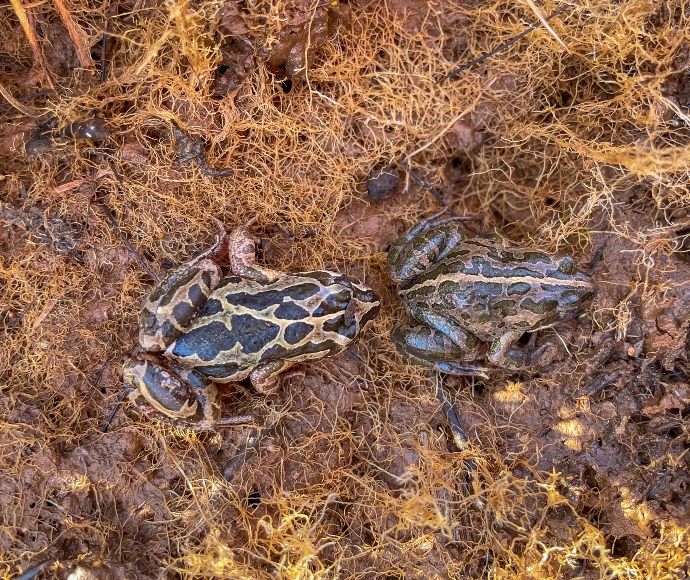 Spotted marsh frogs (Limnodynastes tasmaniensis)