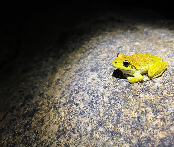Stony Creek Frog (Litoria wilcoxii)