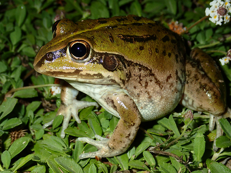 Striped burrowing frog (Litoria alboguttata)