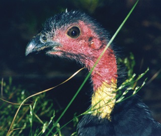 Australian brush turkey (Alectura lathami) 