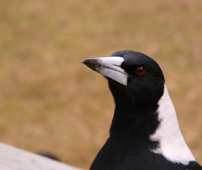 Magpies become aggressive and swoop anyone who enters the territory where they are nesting