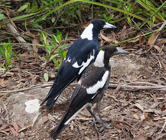 Australian magpies (Gymnorhina tibicen) juvenile and parent 