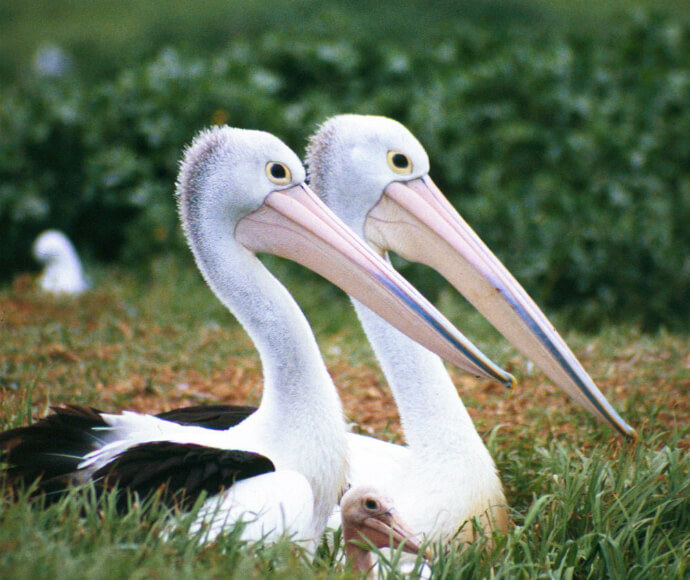 Two Australian pelicans and chick (Pelecanus conspicillatus)