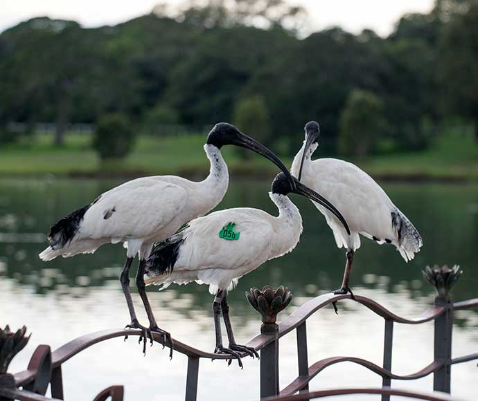 Australian white ibis (Threskiornis moluccus) Centennial Park