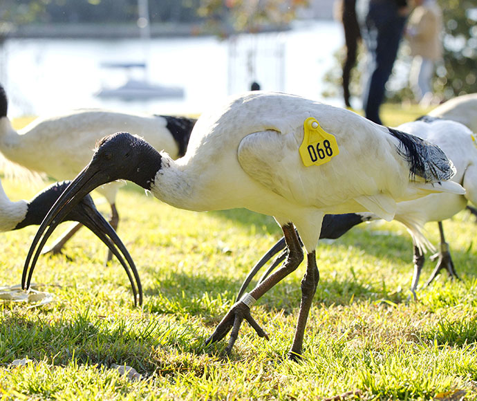 Australian white ibis (Threskiornis moluccus) in a park