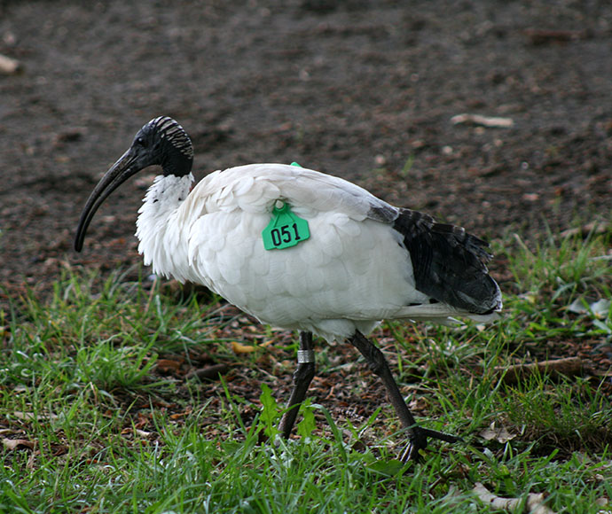 Tagged Australian white ibis (Threskiornis moluccus)
