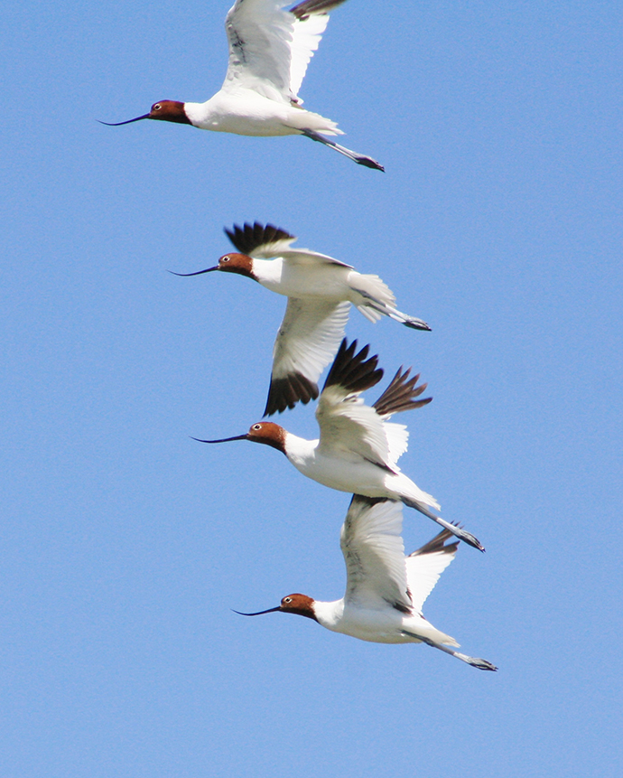 Red-necked Avocets (Recurvirostra novaehollandiae) emerging from sewage ponds, Wee Waa, NSW