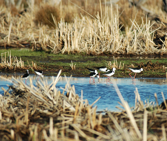 Black winged stilts (Himantopus himantopus) Gwydir Wetlands Moree bird breeding season RAMSAR Environmental Water