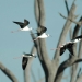 Black winged stilts (Himantopus himantopus) in flight, Gwydir Wetlands near Moree. 