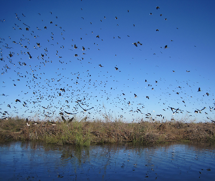 Ibis (Plegadis facinellus) in flight over wetlands at Booligal