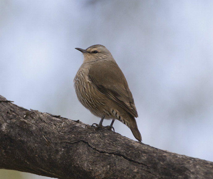 Brown treecreeper (Climacteris picumnus victoriae), occurs in eucalypt forests and woodlands of inland plains and slopes of the Great Dividing Range
