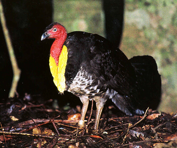 Australian Brush-turkey, Alectura lathami - endangered population. Australian Brush-turkey population in the Nandewar and Brigalow Belt South Bioregions 