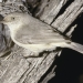 Buff-rumped thornbill (Acanthiza reguloides)