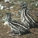 Emu (Dromaius novaehollandiae) chicks